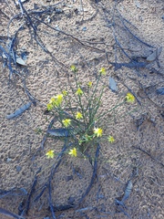Tricoryne tenella