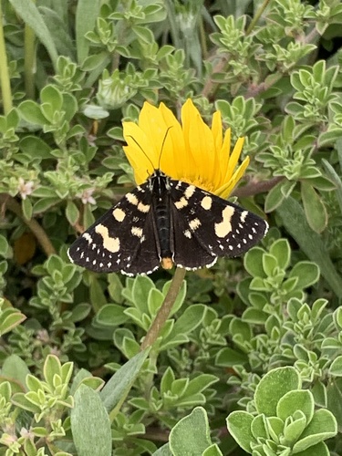 Willow-herb Day-moth