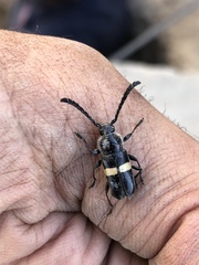 Lissonotus flavocinctus