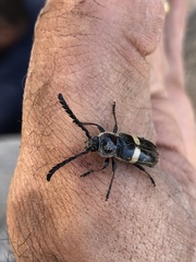 Lissonotus flavocinctus