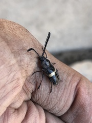 Lissonotus flavocinctus