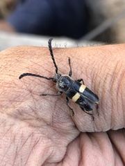 Lissonotus flavocinctus