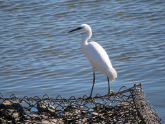 Egretta garzetta