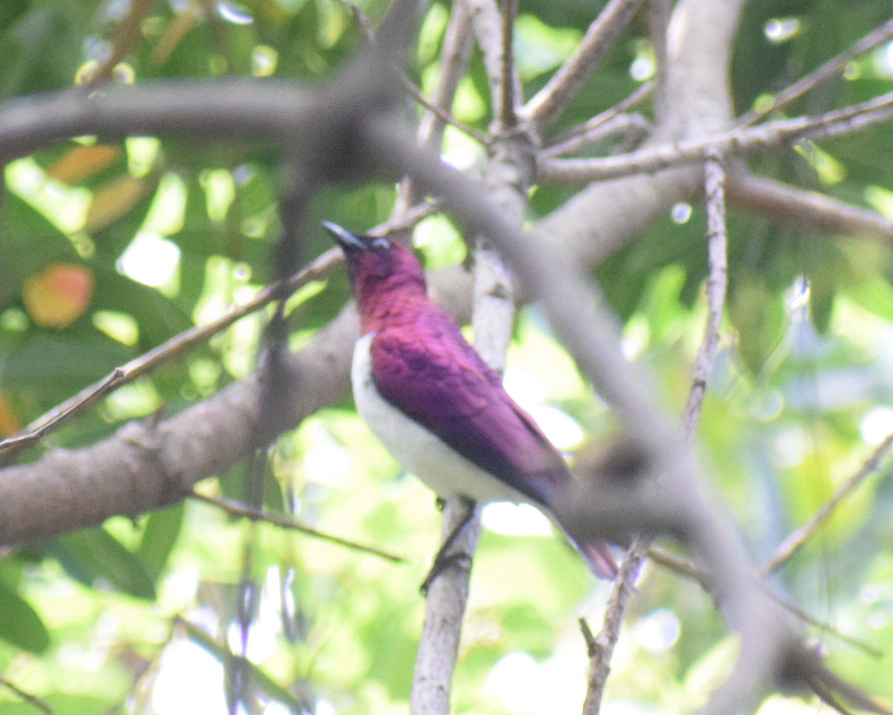 Violet-backed Starling illustration