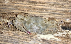 Achelous xantusii