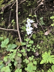 Lithophragma heterophyllum