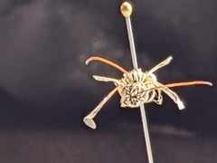 Melissodes tristis