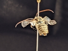 Melissodes tristis