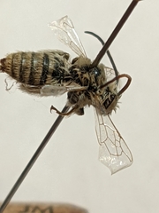 Melissodes tristis