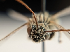 Melissodes tristis
