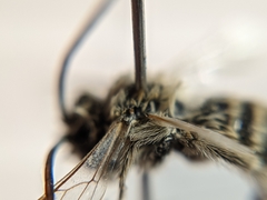 Melissodes tristis