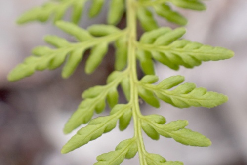 Rock Fern