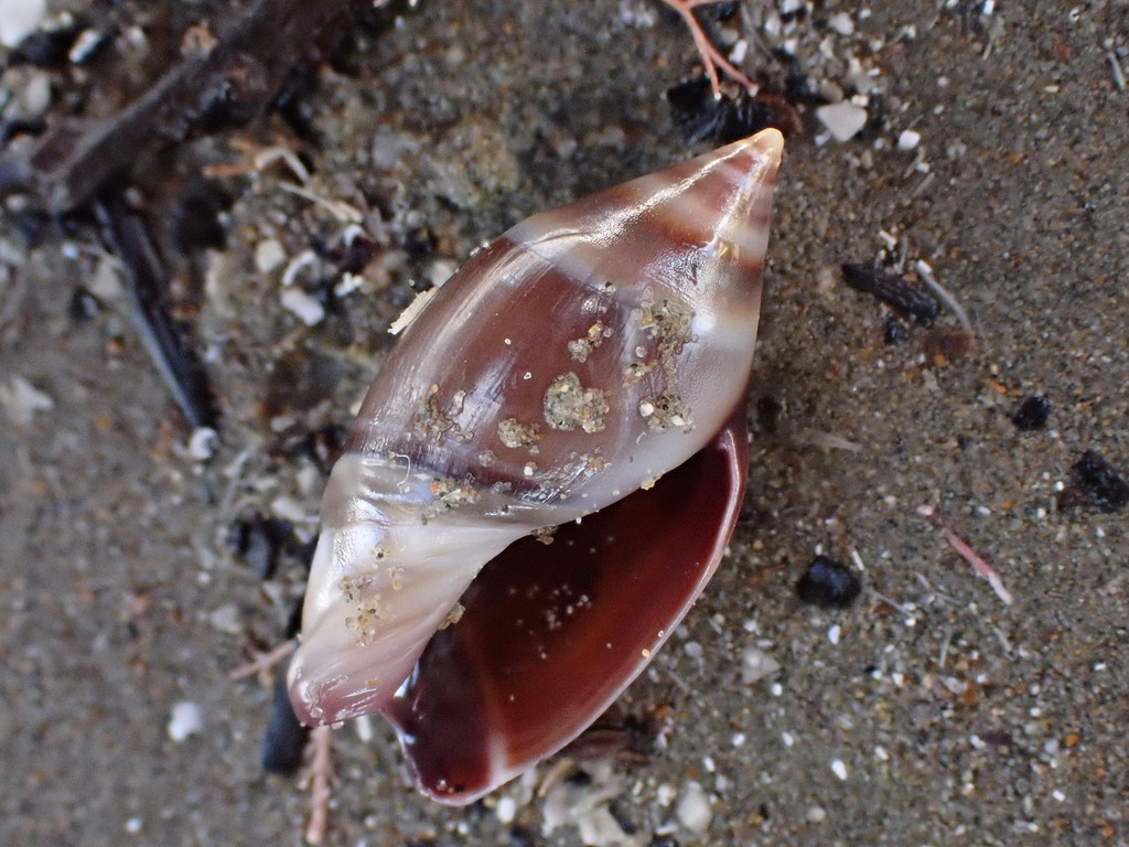Amalda australis
