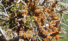 Teloschistes velifer