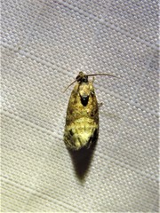 Ecdytolopha mana