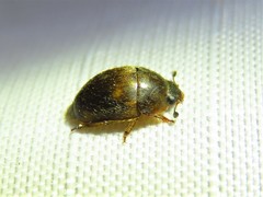 Amphicrossus ciliatus