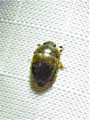 Amphicrossus ciliatus