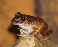 Craugastor aurilegulus