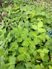 Sanicula lamelligera