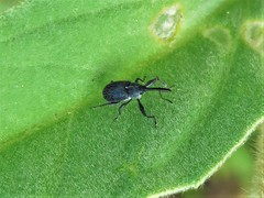 Anthonomus albopilosus