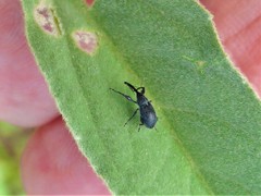 Anthonomus albopilosus