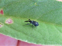 Anthonomus albopilosus