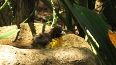 Ploceus bicolor bicolor