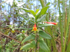 Lisianthius axillaris