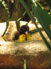Ploceus bicolor bicolor