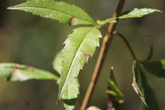 Electranthera mutica