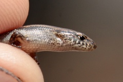 Calyptotis scutirostrum