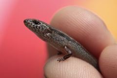 Calyptotis scutirostrum