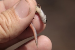 Calyptotis scutirostrum