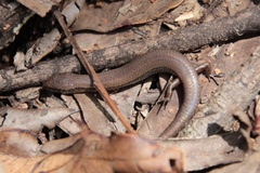 Calyptotis scutirostrum