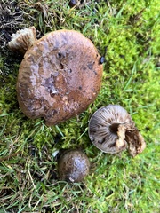 Cortinarius glaucocephalus