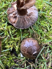 Cortinarius glaucocephalus