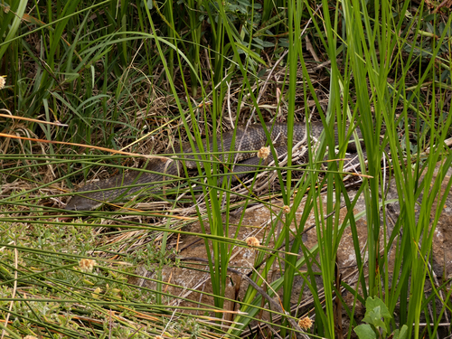 Tiger Snake sighting
