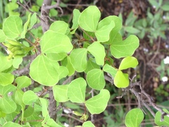 Bauhinia lunarioides
