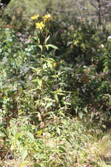 Electranthera mutica