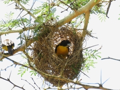 Ploceus bicolor bicolor