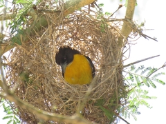 Ploceus bicolor bicolor