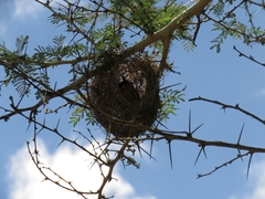 Ploceus bicolor bicolor