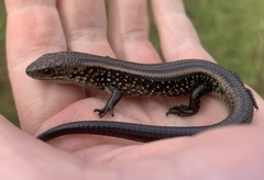 Lissolepis coventryi