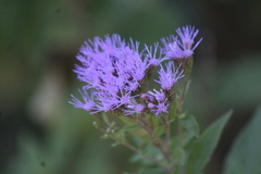 Chromolaena pulchella
