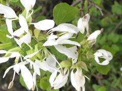 Bauhinia lunarioides