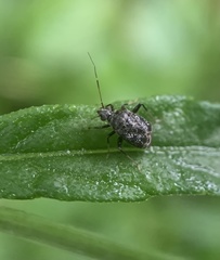 Charagochilus