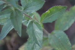Chromolaena pulchella