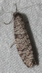 Lepidoscia annosella