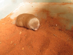 Amblysomus hottentotus