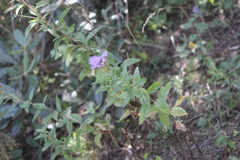 Chromolaena pulchella